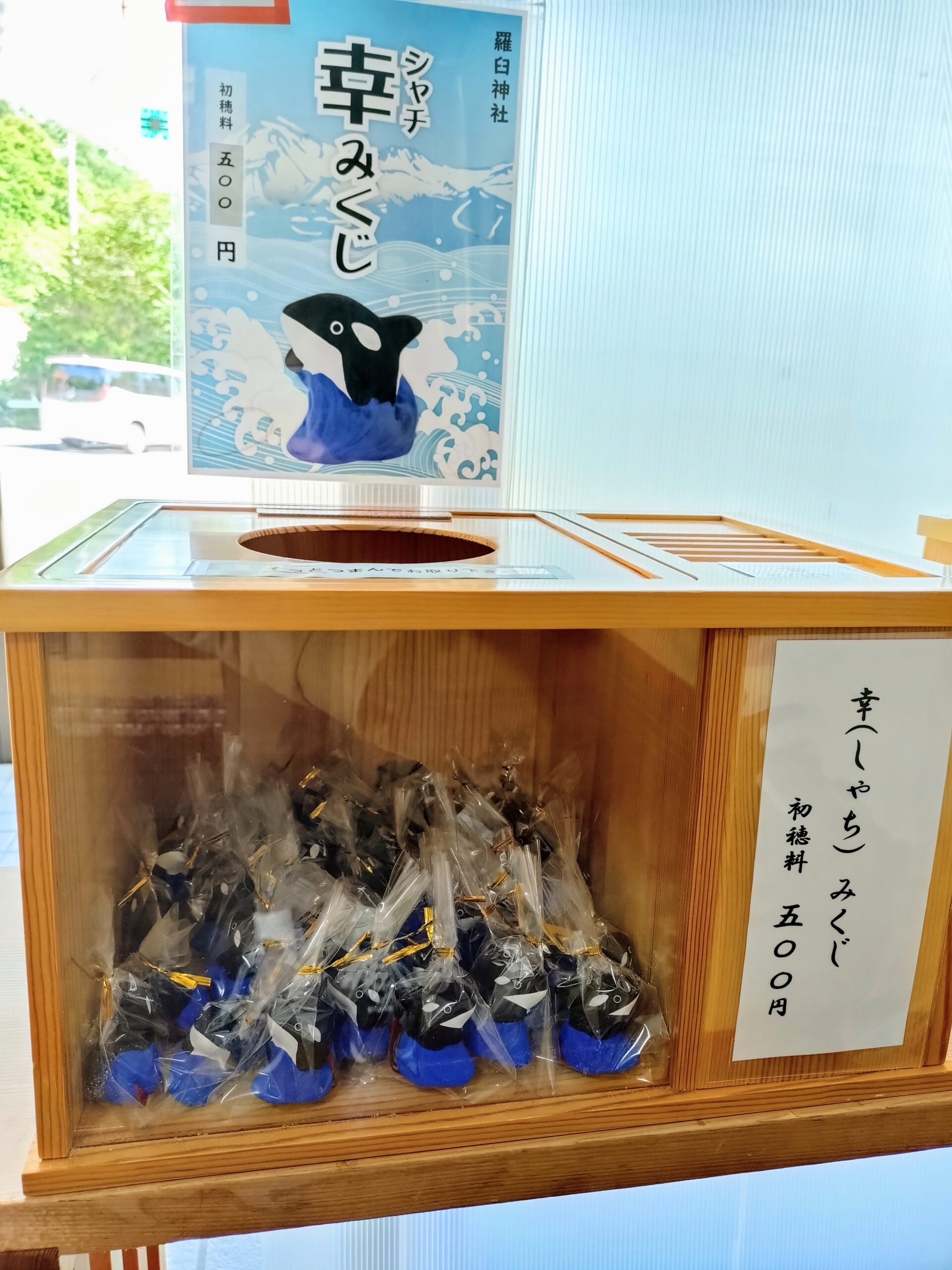 しゃち(幸)みくじ、はじまりました！ | 知床羅臼町観光協会